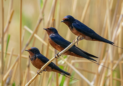 Хараацай (Асрын алтанхараацай)